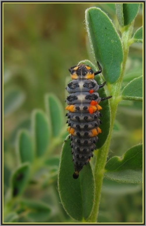 Окружающий мир через фотообъектив - Insects: Coleoptera (Насекомые: Жуки) Часть 4 (172 фото)