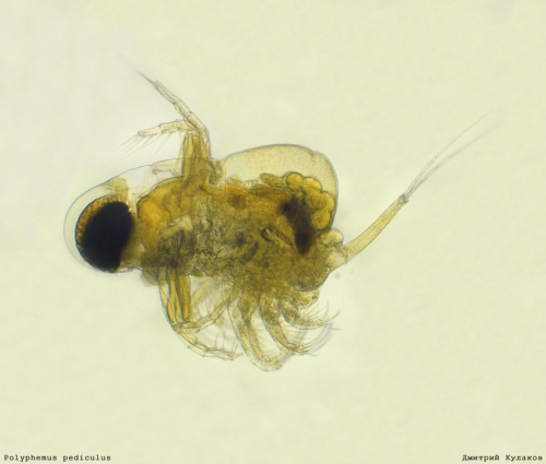 Окружающий мир через фотообъектив - Пауки и другие беспозвоночные (Arachnoideus&Other invertebrates) (86 фото)