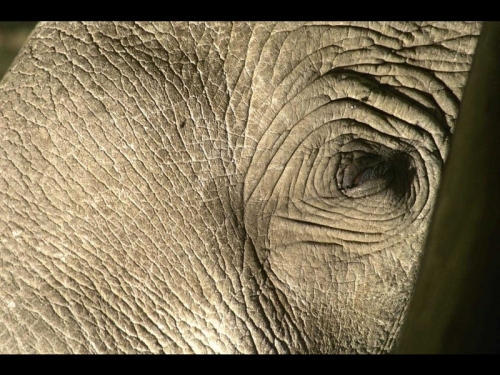 Окружающий мир через фотообъектив - Млекопитающие (Mammalia) Часть 5 (124 фото)