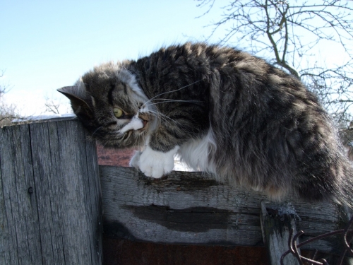 Окружающий мир через фотообъектив - Домашняя кошка (Domestic Cat) Часть 3 (115 фото)