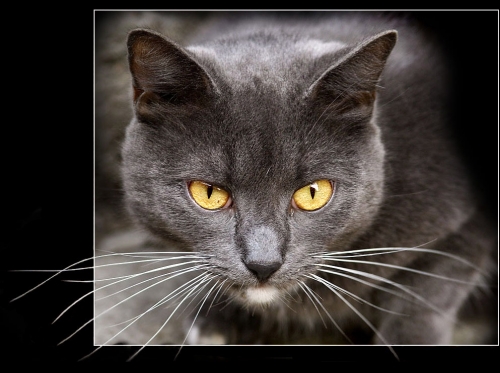 Окружающий мир через фотообъектив - Домашняя кошка (Domestic Cat) Часть 3 (115 фото)
