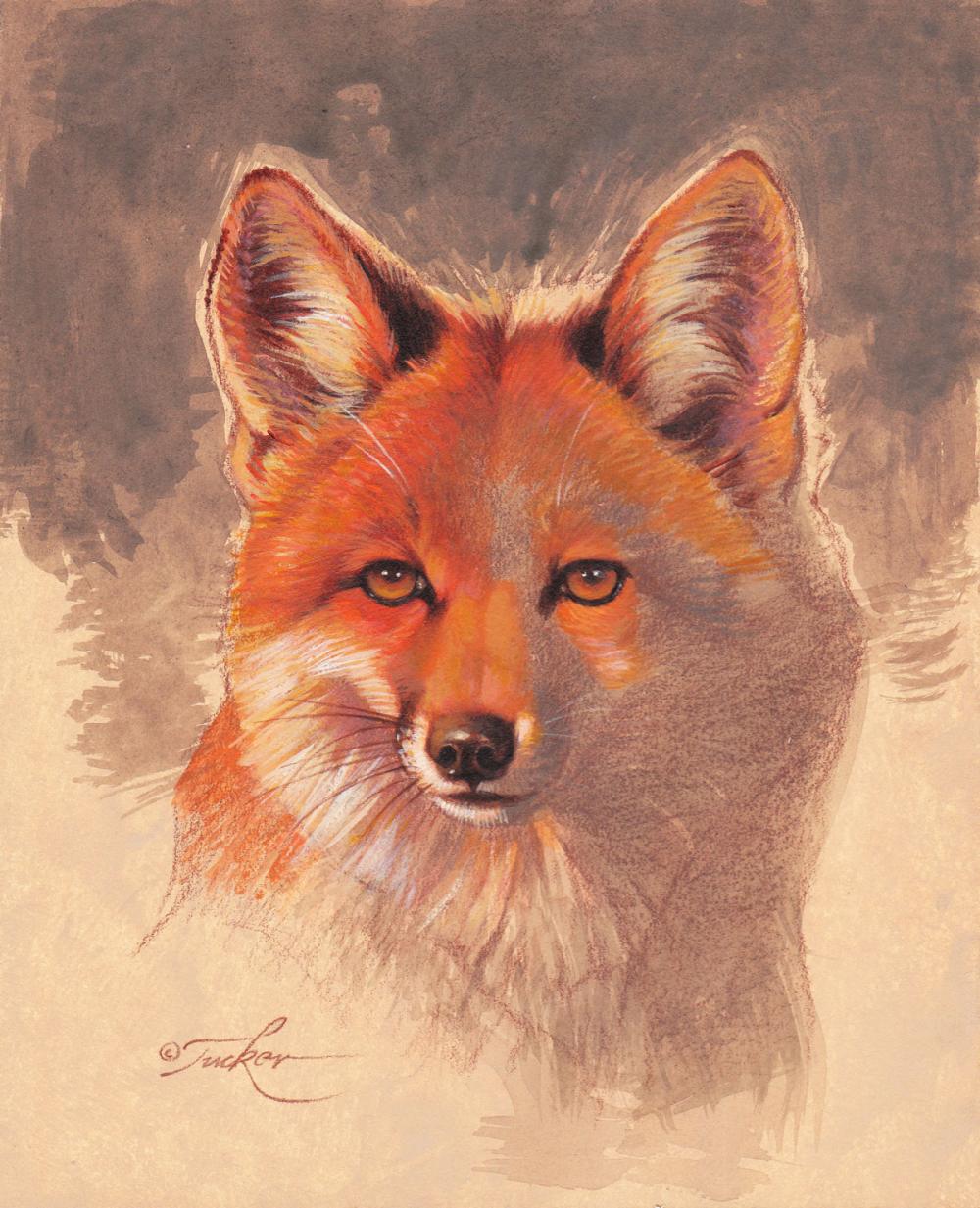 Raposa  Галереи детского творчества, Рисунок лисы, Картины животных