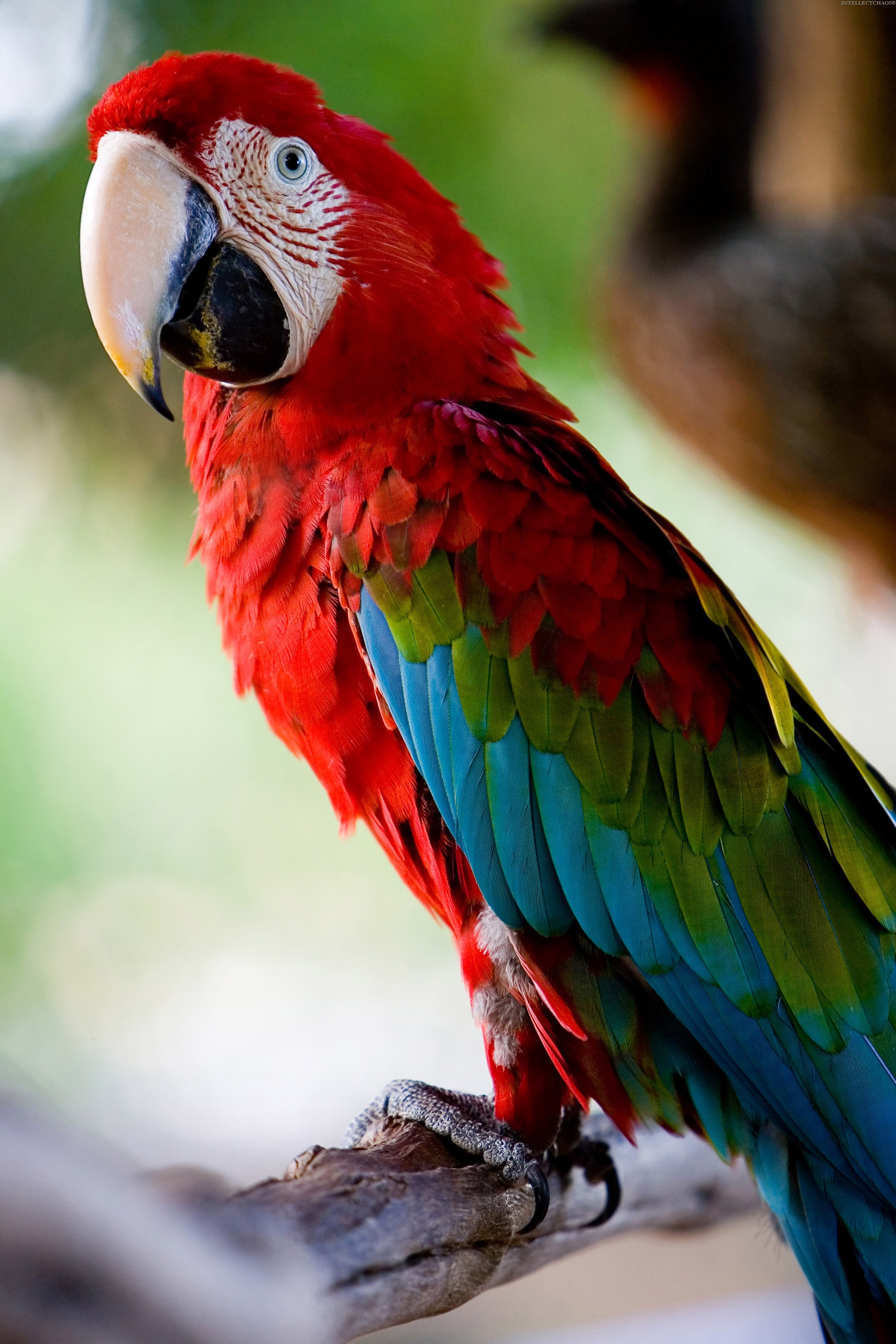 Разноцветное какаду. Попугай ара и Какаду. Попугай ара красный. Попугай Какаду голубой. Ара попугай Джейден.