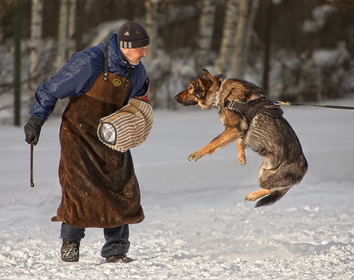 Собачьи радости фотографа Игоря Перфильева (40 фото)