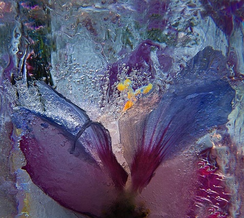 Flowers and ice. Photographer Vasily Cheshenov (29 works)