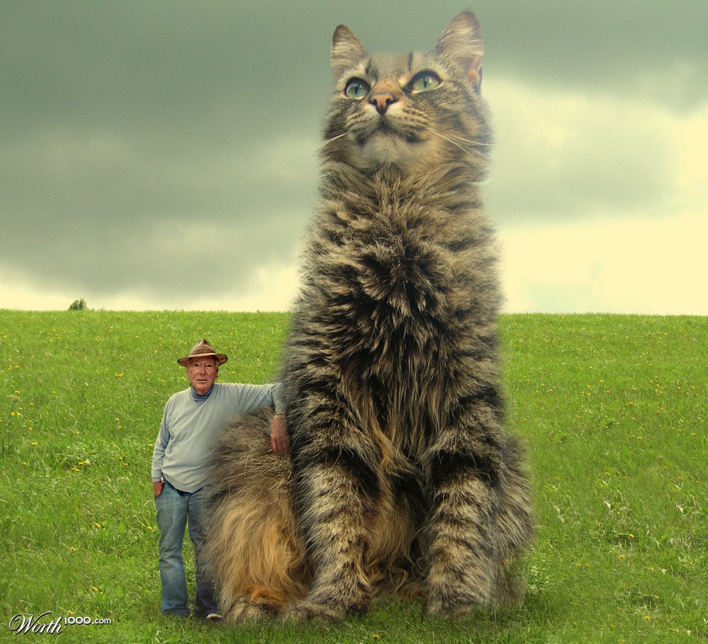 Включи большую сильную. Коты гиганты. Огромный кот. Самые большие кошки. Самая большая кошка.